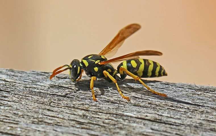 wasp climbing on a fence post