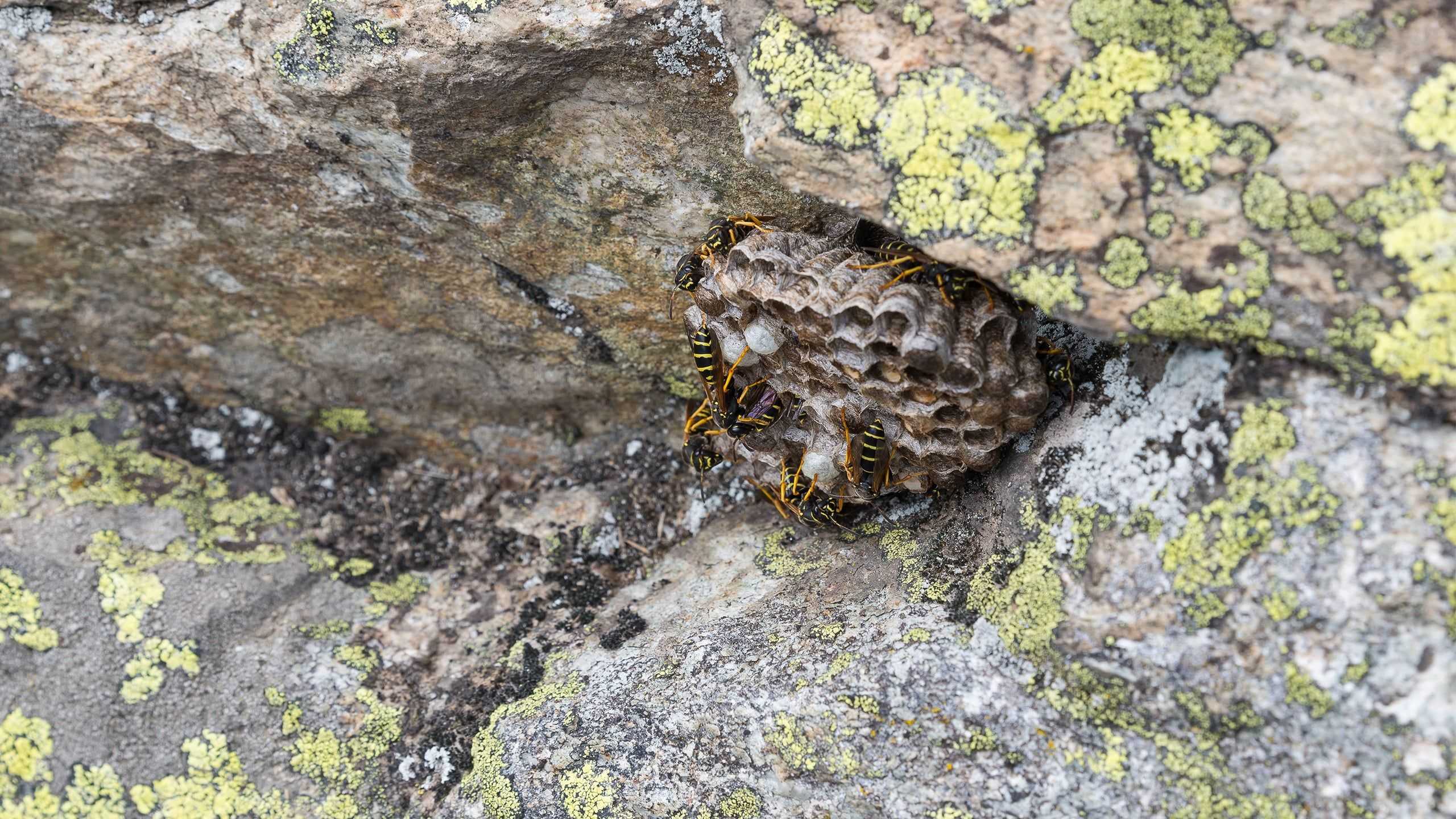 wasp nest in some rocks