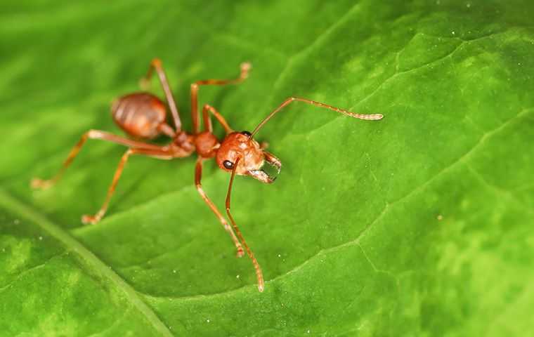 fire ant on a leaf