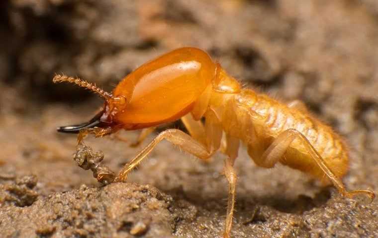 subterranean termite crawling on ground