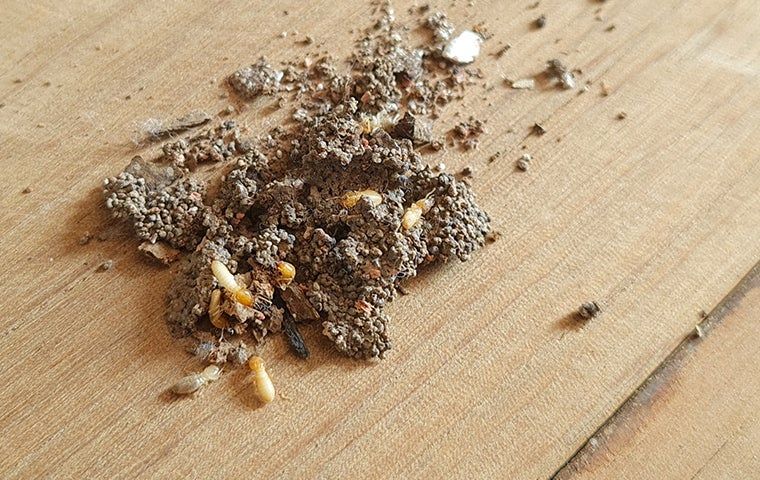 What It Takes To Get Rid Of Termites In Your Bradenton Home | Westfall