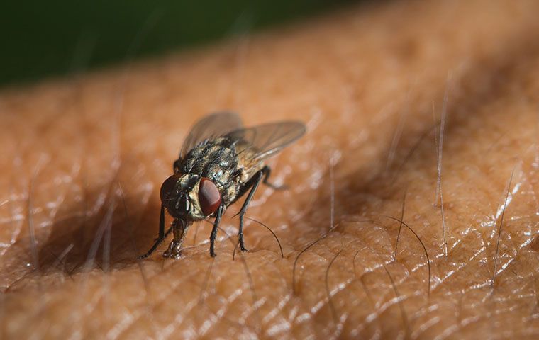 What To Do If Flies Are Buzzing Around Your Kitchen In Venice